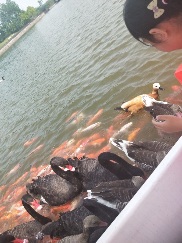 南京紫清湖野生动物世界春节,紫清湖野生动物世界飞越金陵