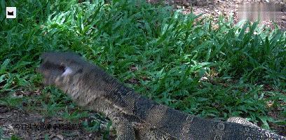 巨蜥吃乌龟视频,巨鳄龟吃蜥蜴