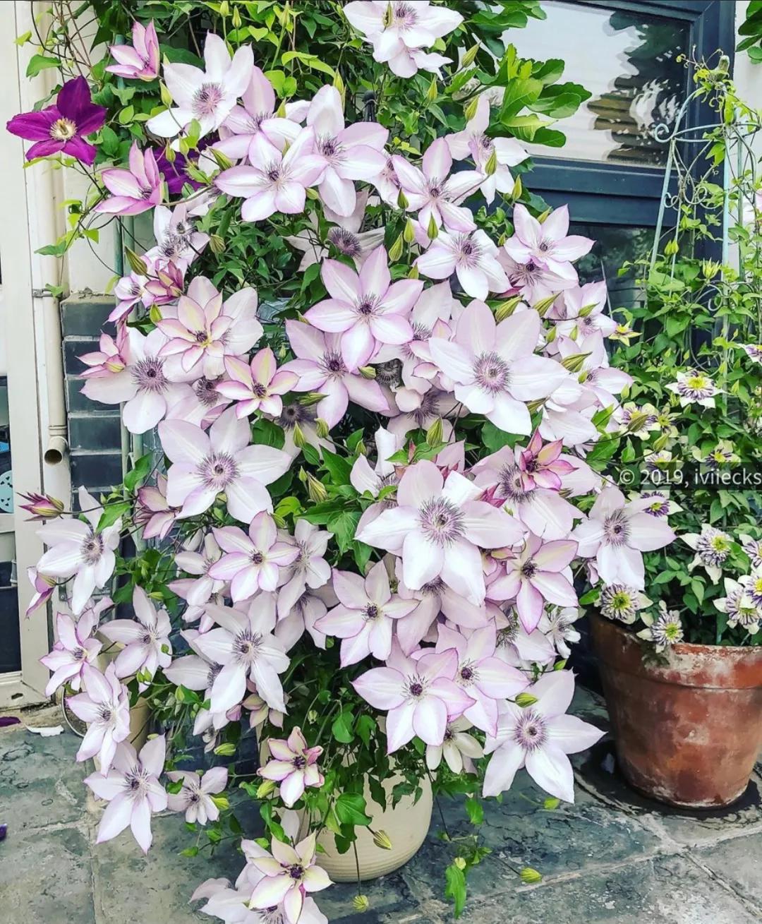 藤本植物皇后铁线莲,藤本皇后铁线莲品种