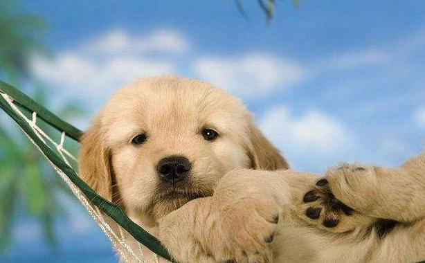 如何让金毛喜欢你,如何让金毛狗狗对你死心塌地