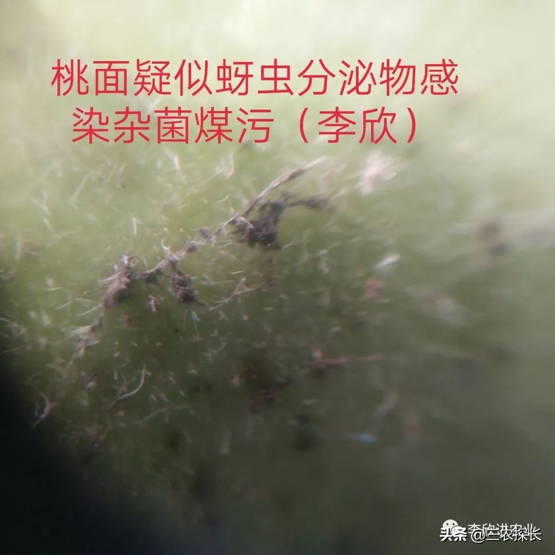 毛桃引起的过敏怎么处理,毛桃变黑是坏了吗