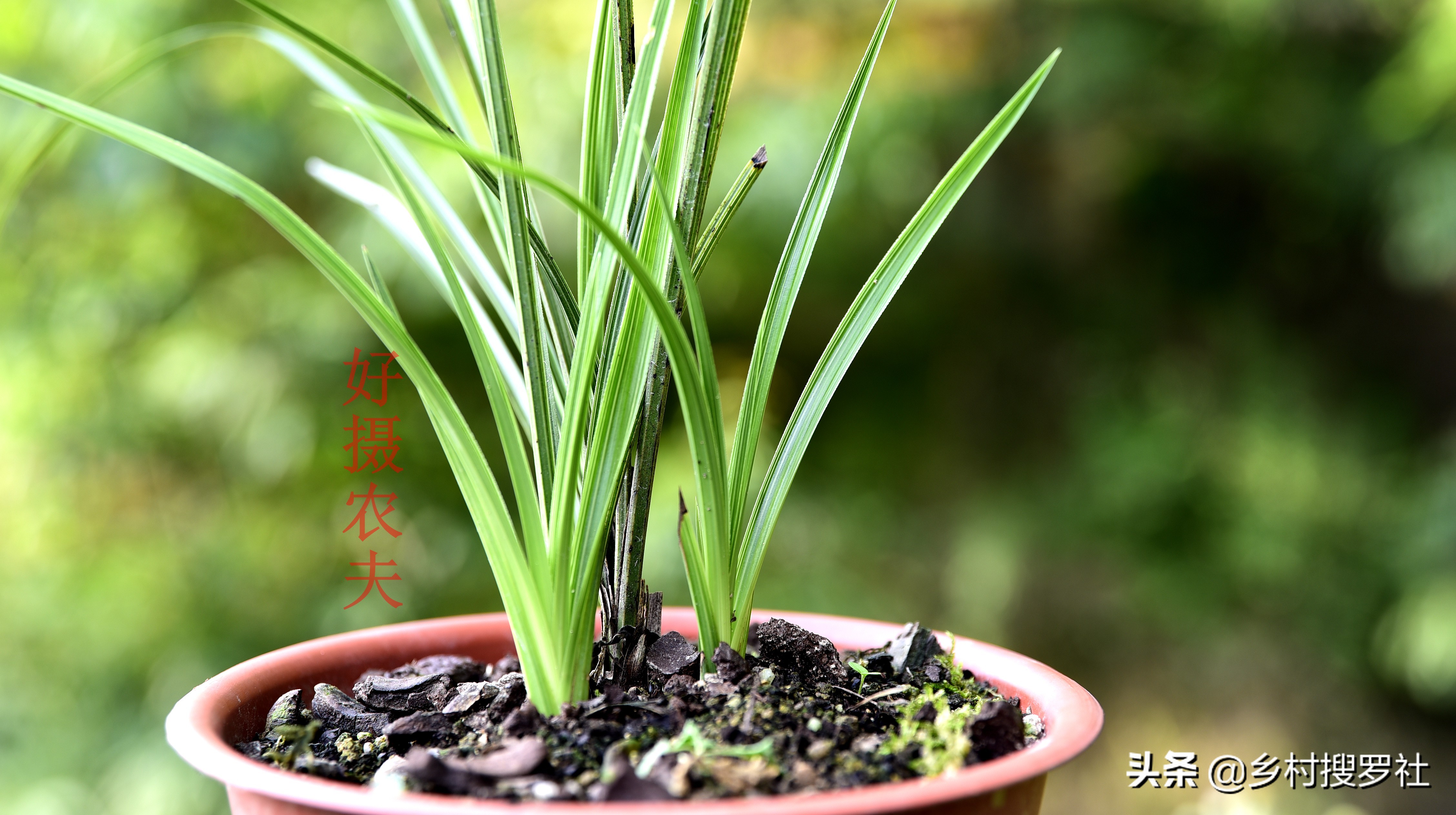 兰花高种好还是低种好,怎样种植兰花才让它又茂盛又高大