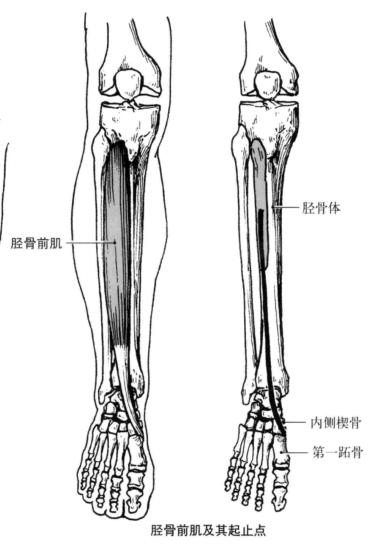 踝关节体态评估,体态评估如何评估踝关节内外翻