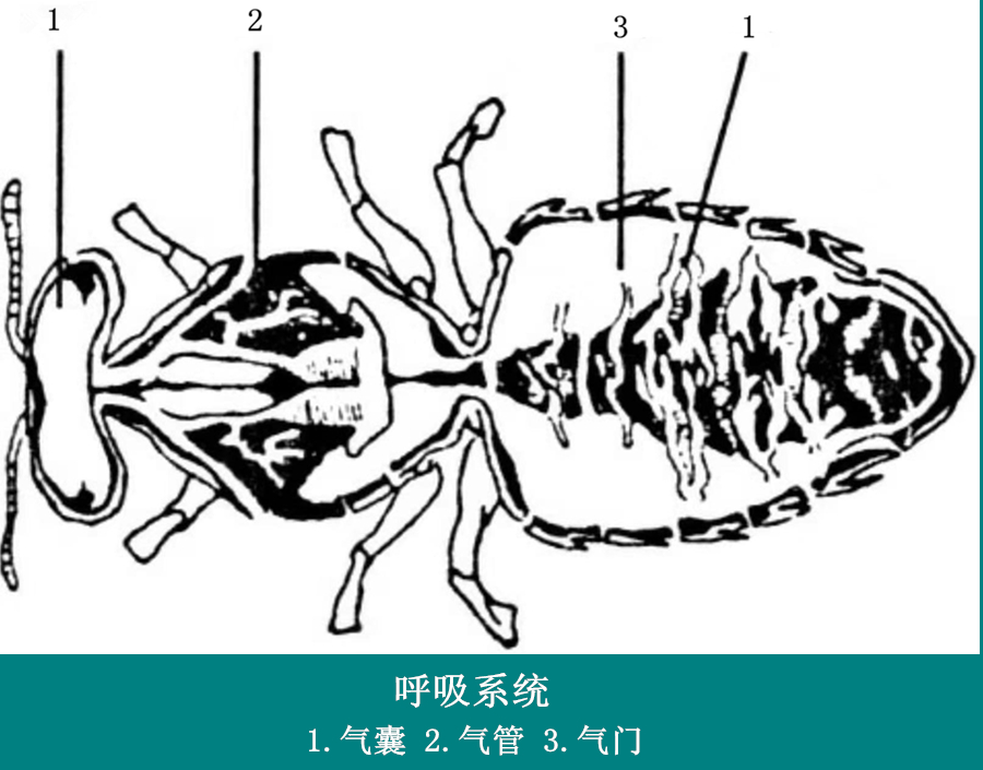蜜蜂养殖的基本知识视频,蜜蜂养殖知识及技术大全
