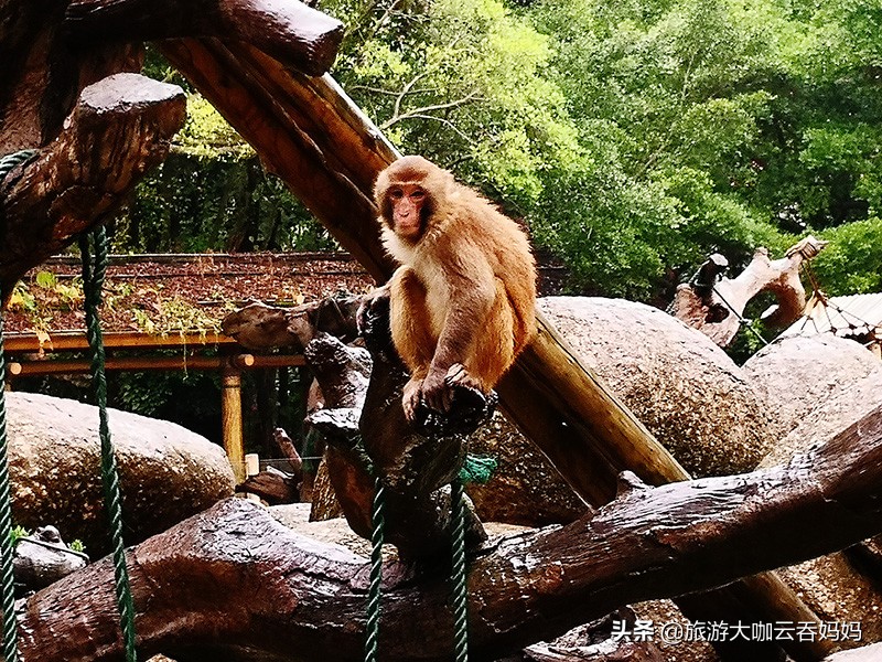 带孩子长隆哪几个乐园值得玩,长隆各种乐园哪种比较好玩
