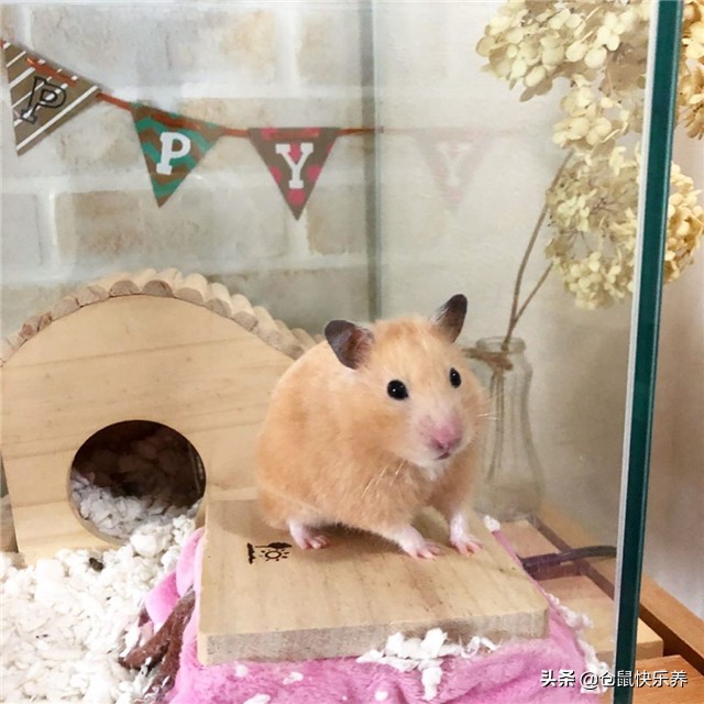 仓鼠因吃的太好而遭羡慕，但鼠鼠却愁容满面，表示菜单该换了