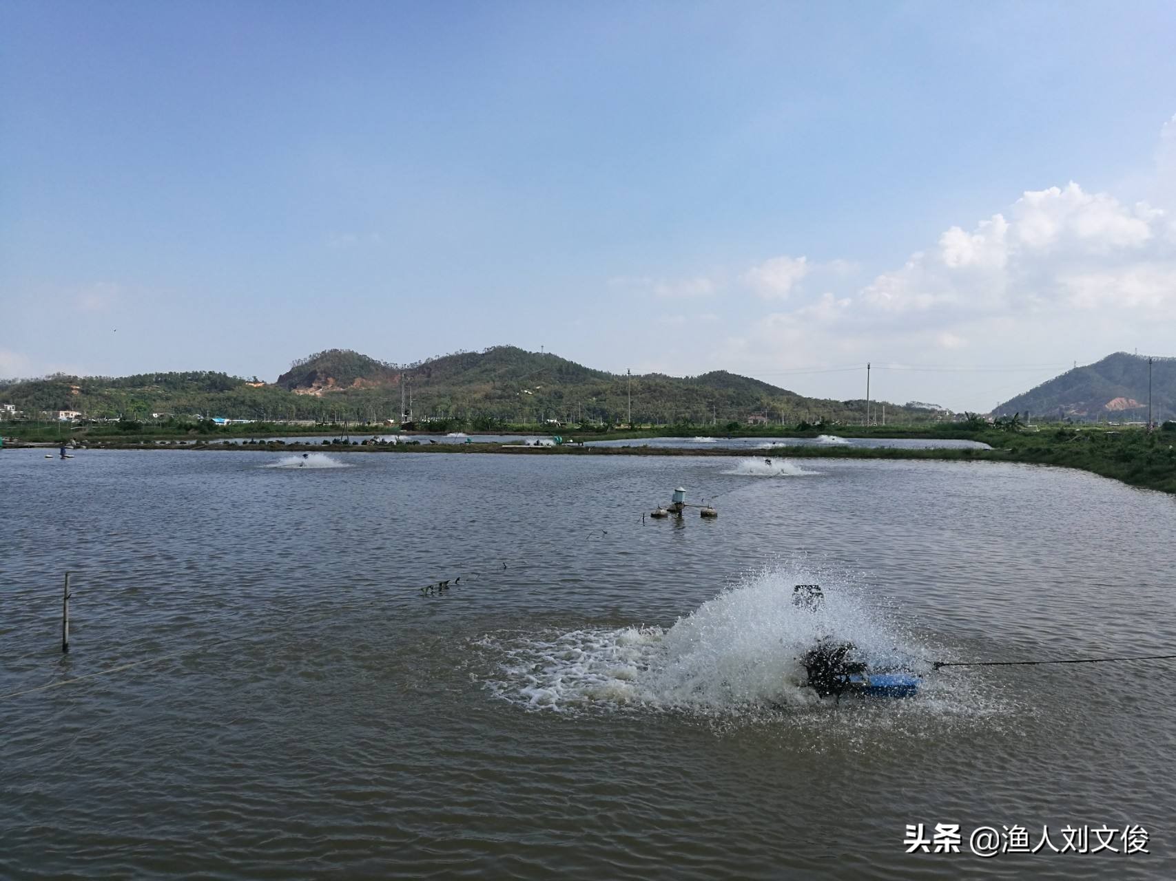 鱼苗气泡病,鱼苗气泡