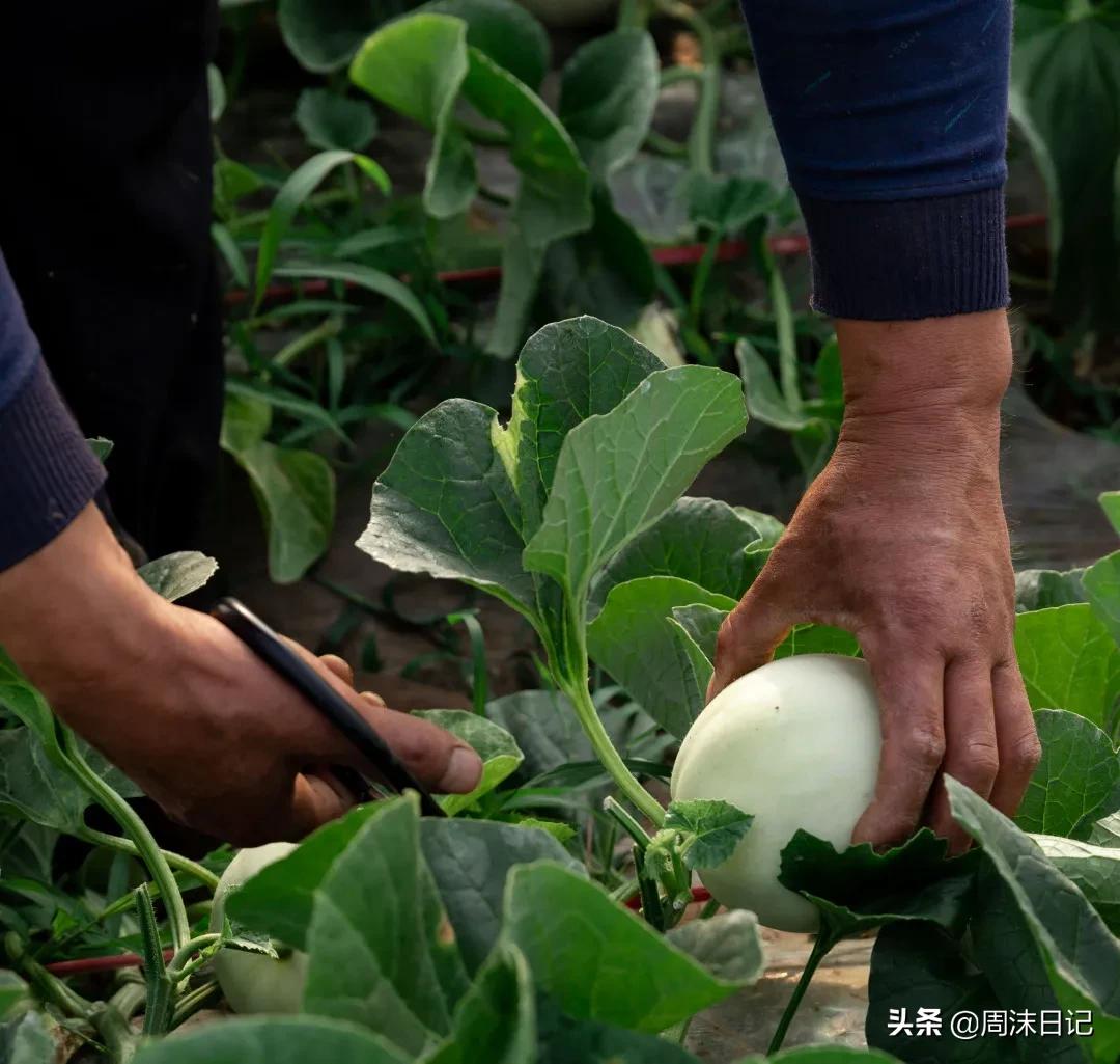 不甜不要钱!白玉甜瓜火了,脆嫩香甜多汁!全家老小都爱吃
