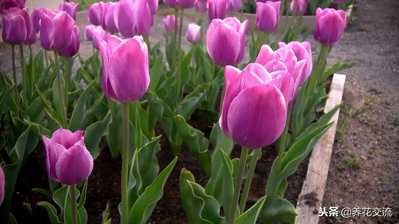 郁金香让它开花用控水吗,郁金香的球茎种子怎么保存到春天