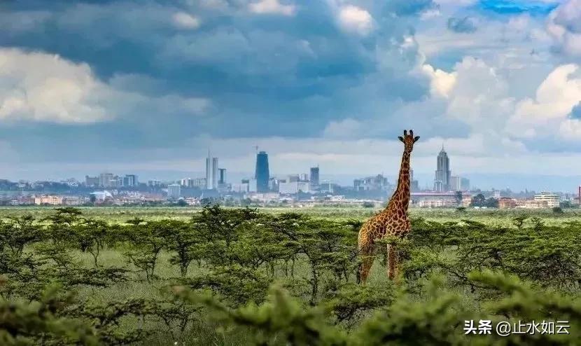 吃长颈鹿治艾滋病？为保护谣言下的生命他们建了家世界唯一的酒店