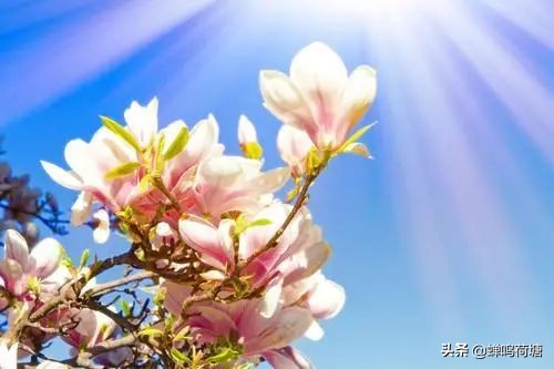 春之声创编作品简单好看,春之声王蒙读后感