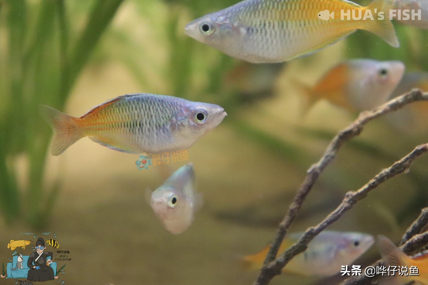 光合细菌跟反硝化细菌能同时用吗,鱼缸光合细菌和硝化细菌哪个好