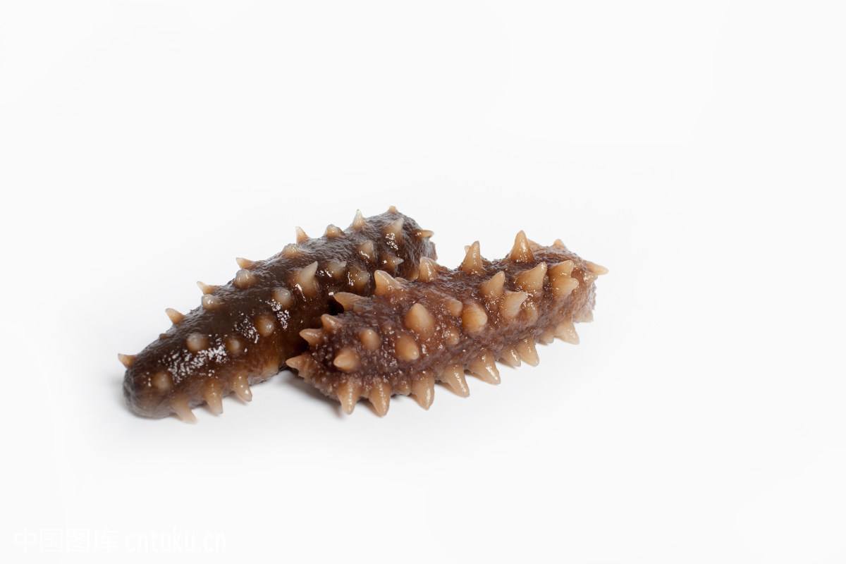 海参是正经的海参不,海参到底是不是正经海参