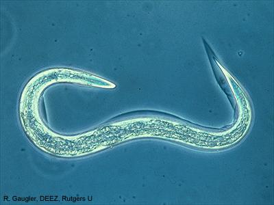 鹦鹉寄生虫有哪些,鹦鹉的寄生虫有什么症状