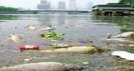 洋垃圾性能很差吗,洋垃圾生存之道