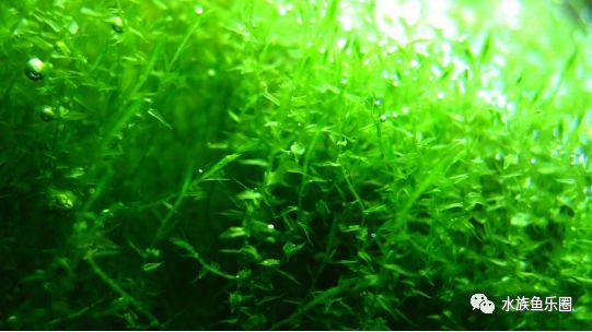 皇冠水草品种大全,亚马逊水草品种