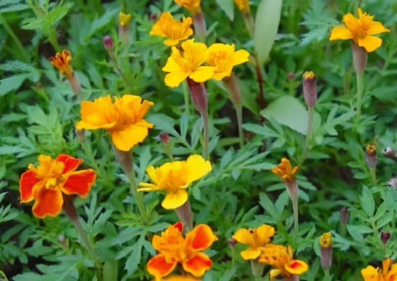 世界各国的国花和国树是什么,世界各国国花大开眼界美到爆