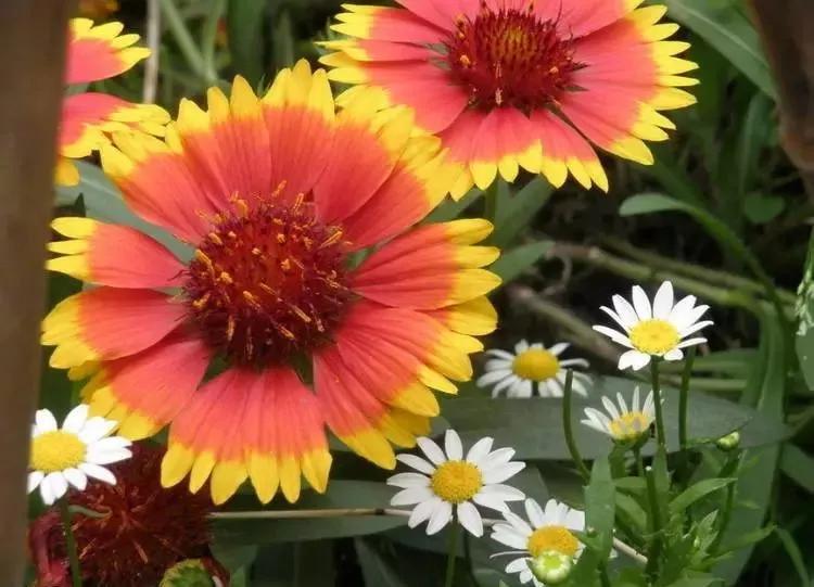 世界各国国花有哪些,各国的市花和国花有什么