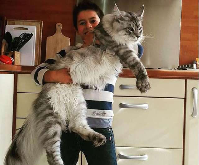 买猫养猫大概要花多少钱,买猫一时爽养猫火葬场