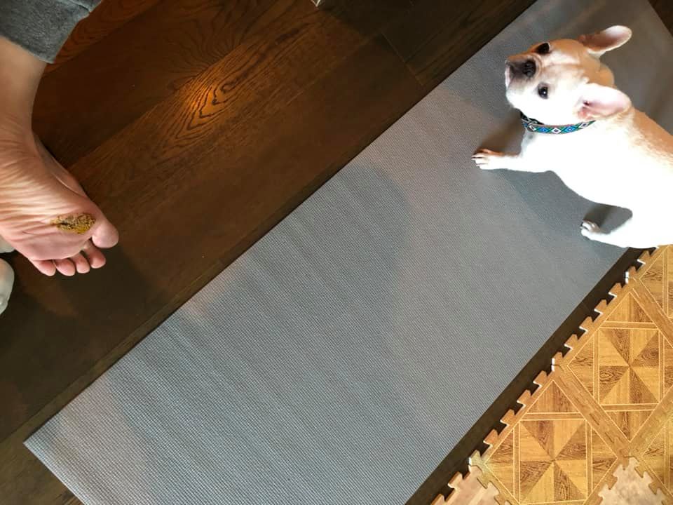 出差一天回家狗狗就报复？大家说是先洗，还是先打？