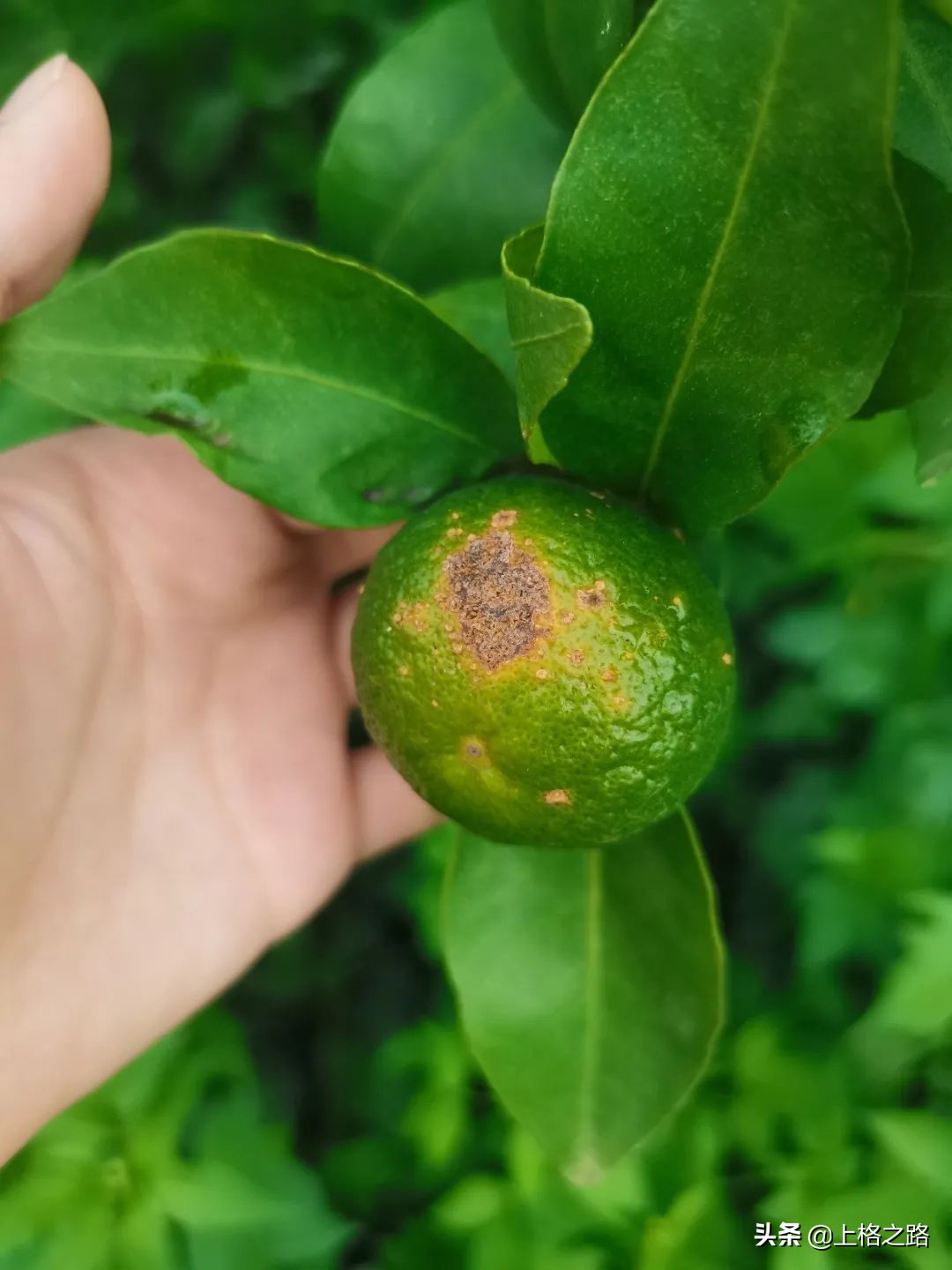 柑橘溃疡病防控口诀,丙森锌能预防柑橘溃疡病吗