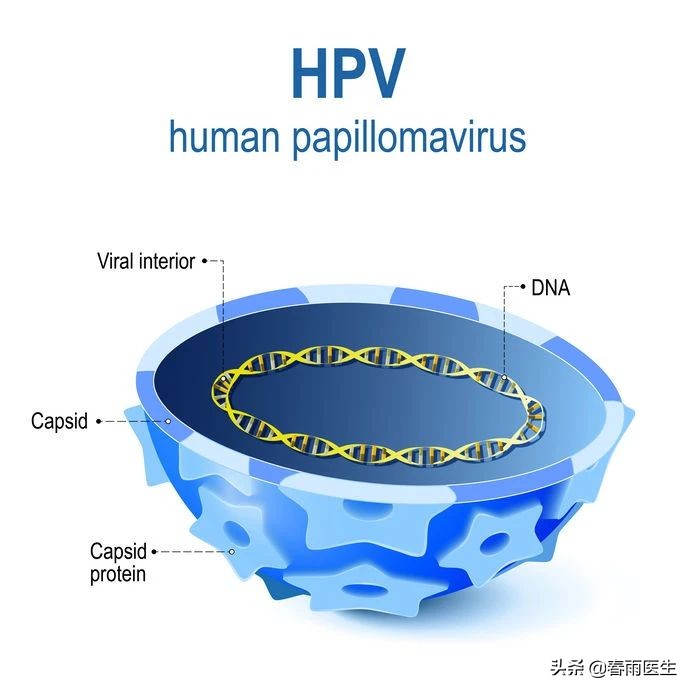 集美们打hpv疫苗了吗,国产hpv疫苗南部