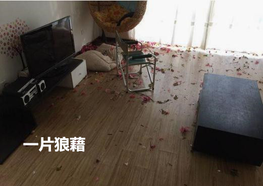 家里养7只金毛,家里养了10年的狗狗卖掉了