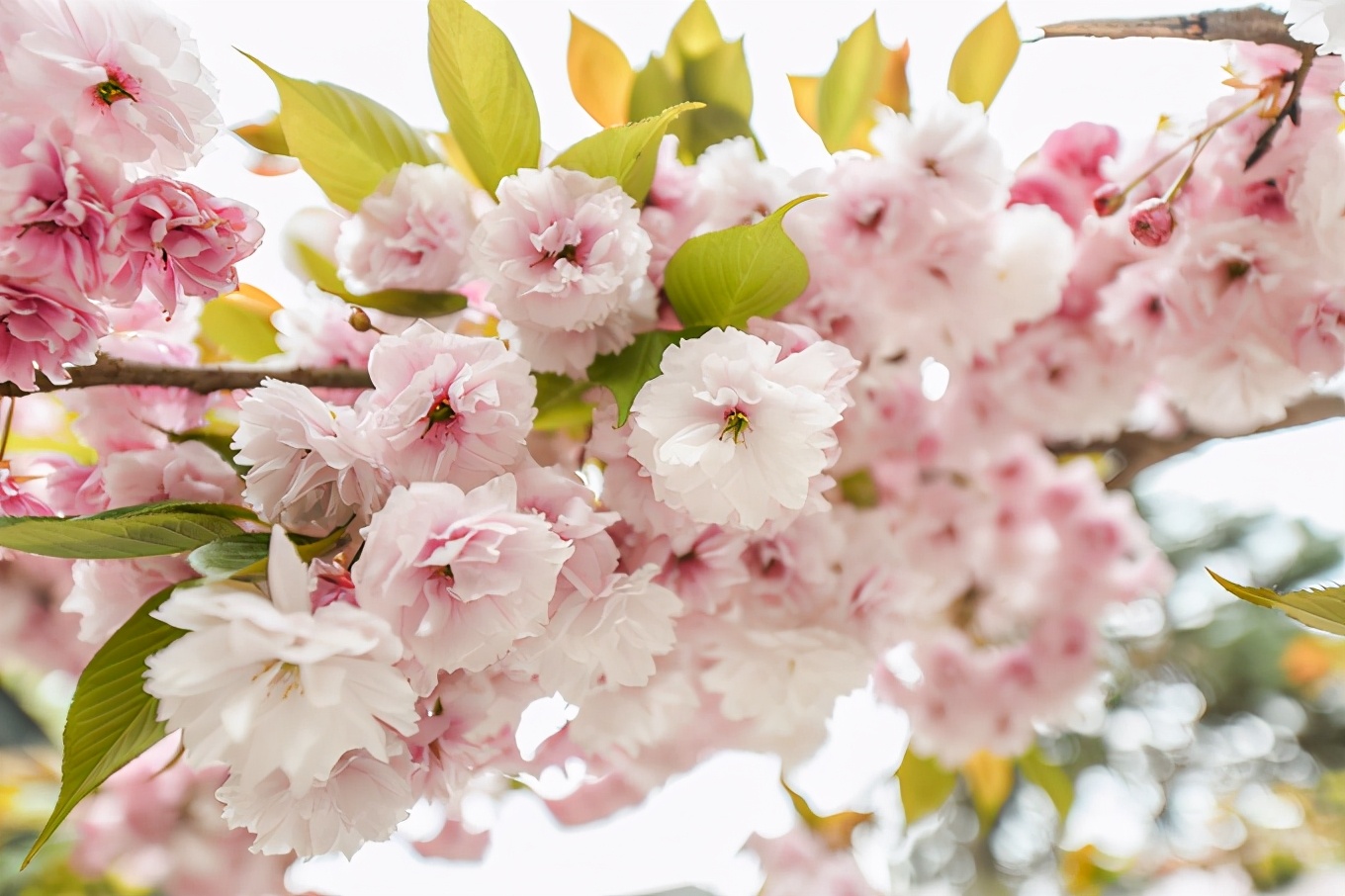 太行山之美巍峨壮丽,太行山最美的免费风景在哪里