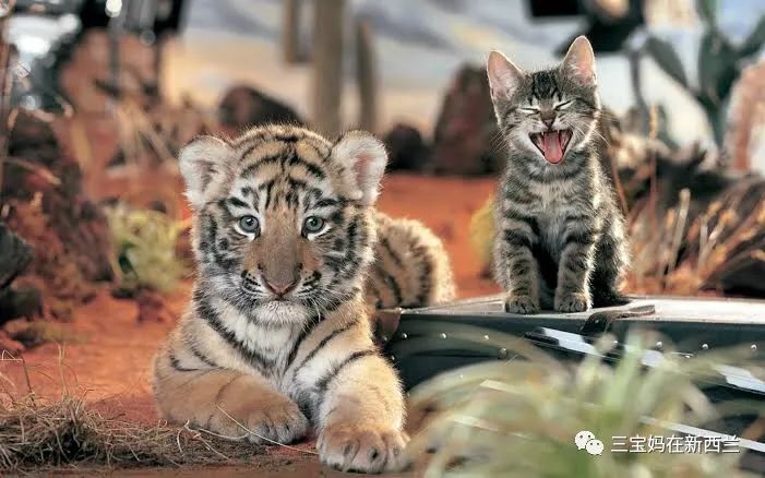 婚姻中的4大致命杀手,婚姻中最致命的女人