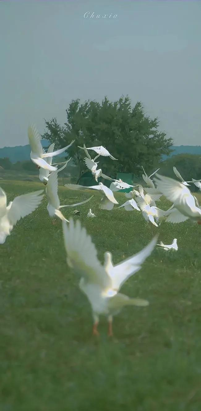 这4本高质量完本小说你读过吗,这四本好看的兵王小说你都看过么