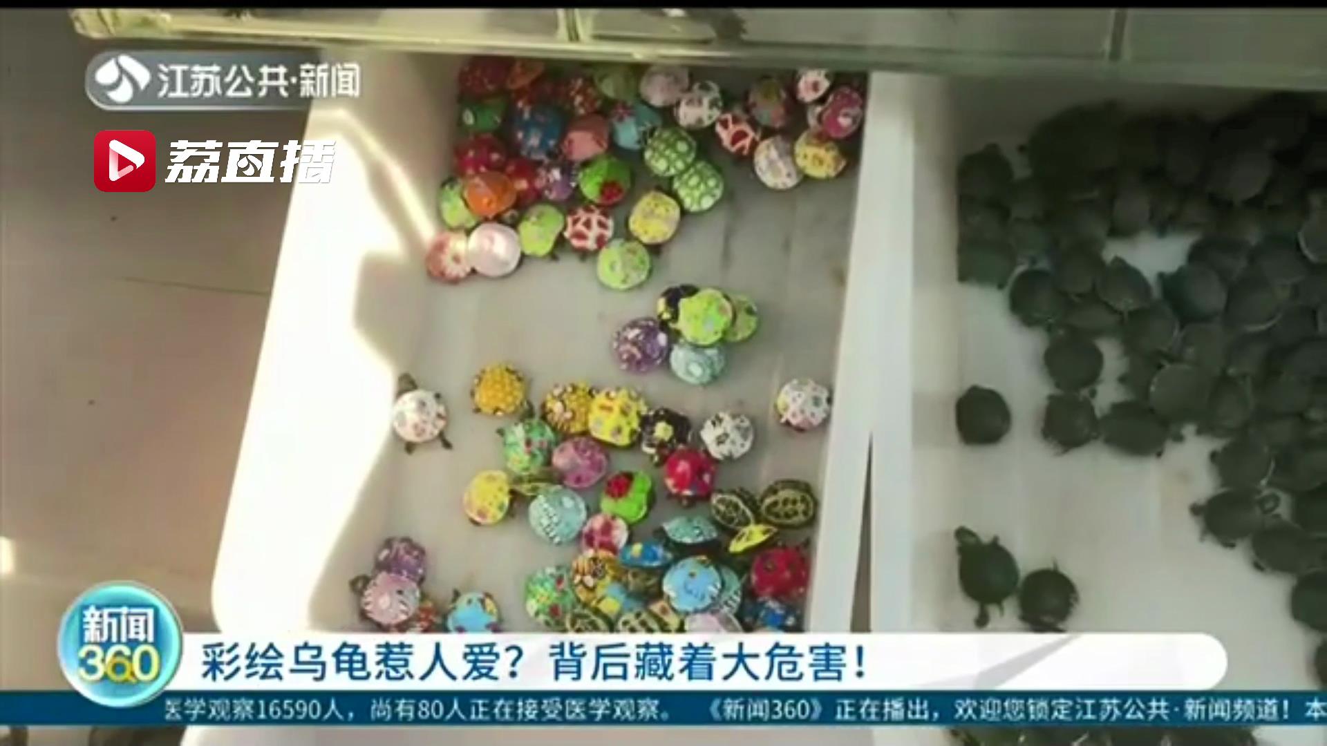 彩绘小乌龟有毒吗,彩绘小乌龟的危害