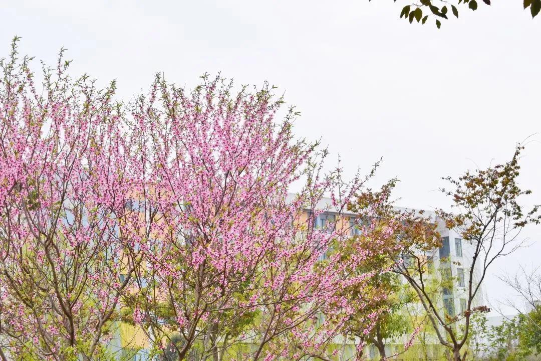 江苏省高校（五十一）南京航空航天大学金城学院