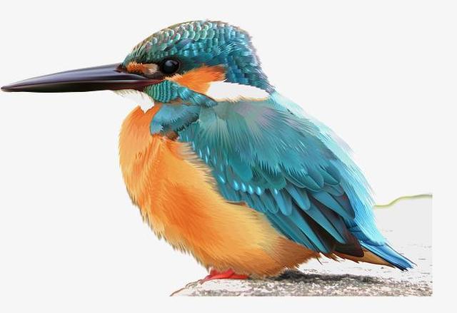 蓝胸佛法僧高清图片,蓝胸佛法僧