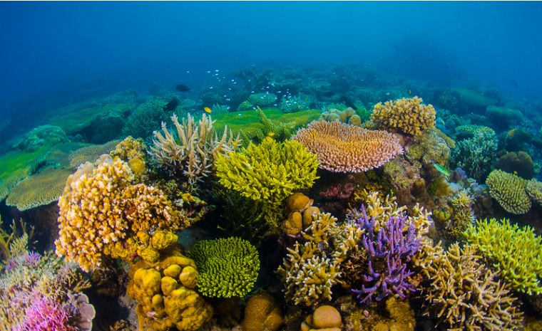 新型细菌导致珊瑚无法生长，海缸会受到影响吗？