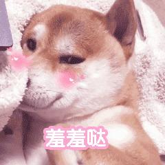 狗狗第一次来姨妈很肿,狗狗第一次来姨妈拉肚子