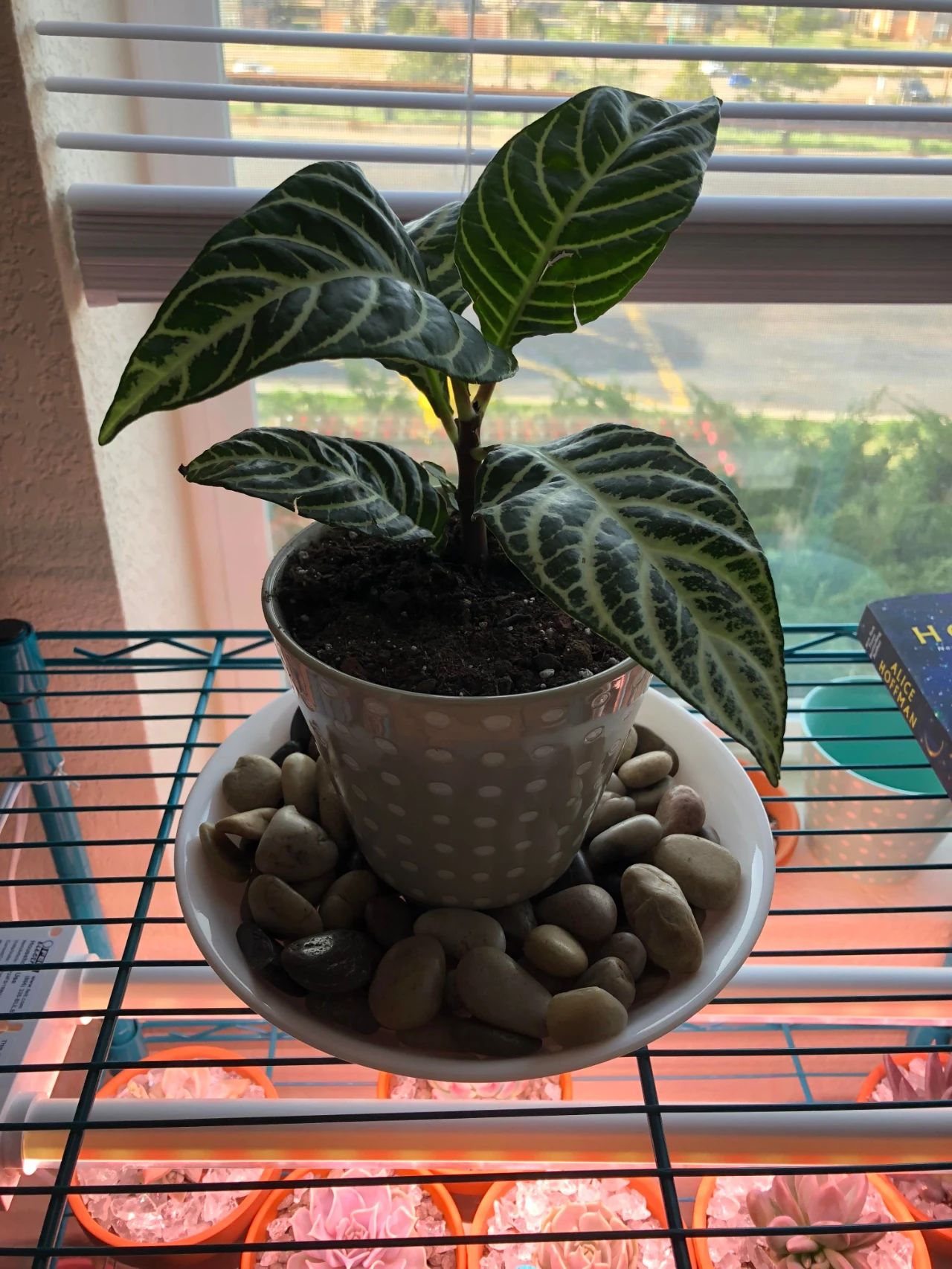 室内增加空气湿度的最佳植物,增加室内湿度最有效的方法