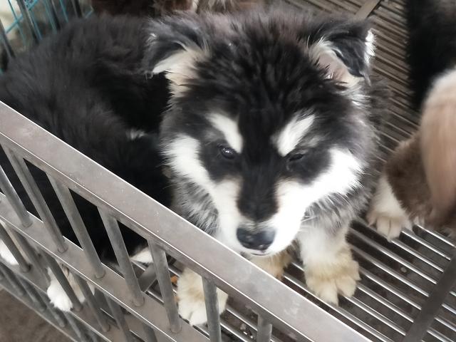 开封杨丰宠物市场最新价格信息,开封杨丰宠物市场现在开着吗