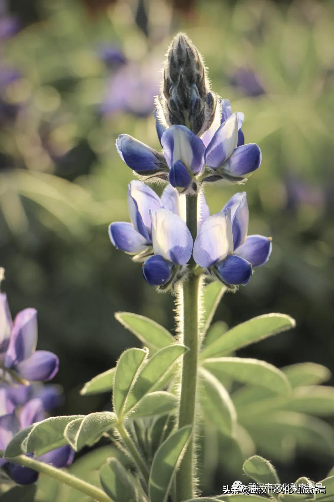 2019年4月武汉赏花攻略,武汉秋季赏花推荐最新