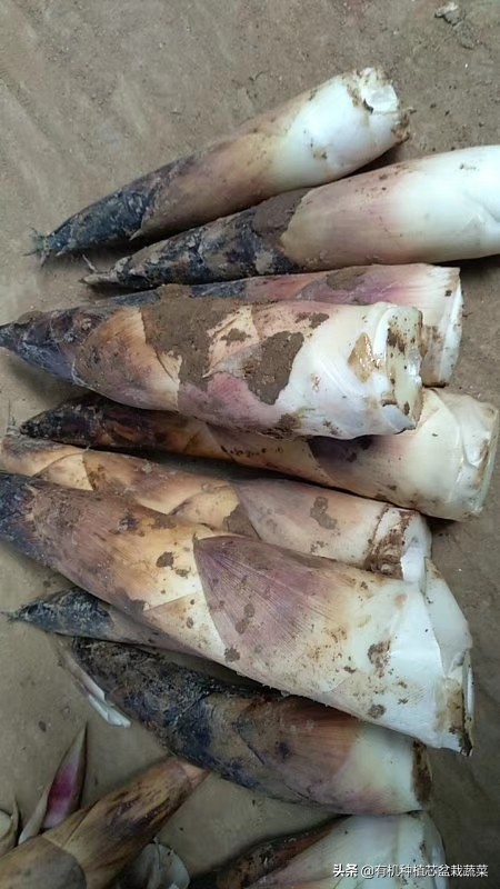 古今名人谈吃笋,挖掘春笋美食文化、打造特色主题餐厅