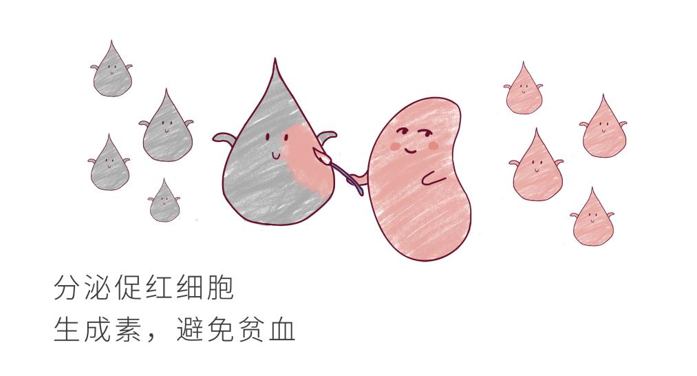 儿童怎么保护肾脏功能,儿童肾病怎么保护肾