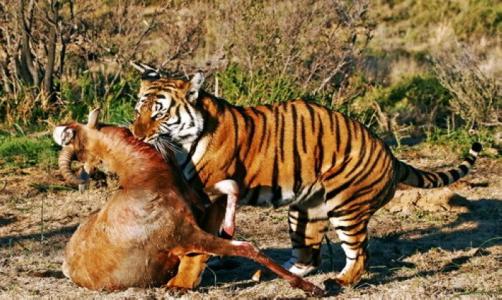 羚羊与华南虎,华南虎和藏羚羊