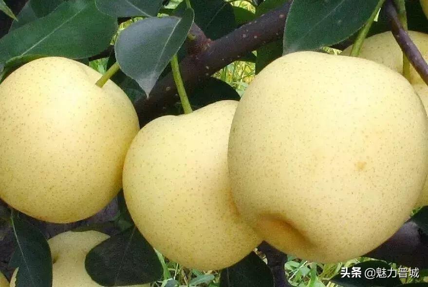 自家果园翠冠梨脆甜多汁欢迎采摘,砀山果园现摘青皇冠梨