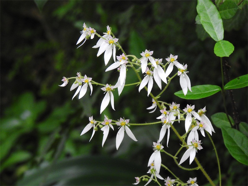 精灵之约植物园,精灵之约什么时候出