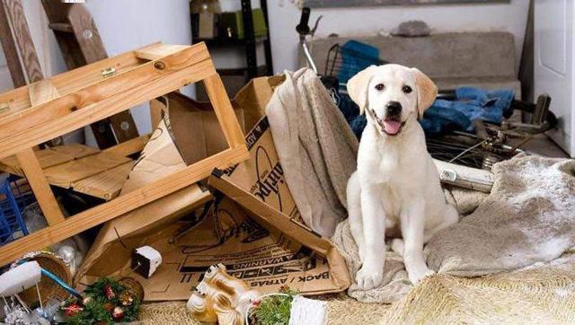 养拉布拉多犬的优缺点分析,拉布拉多犬不建议养的原因