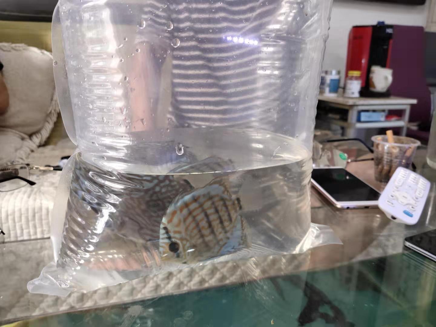 给别人送观赏鱼有什么讲究,邮寄观赏鱼怎么充氧