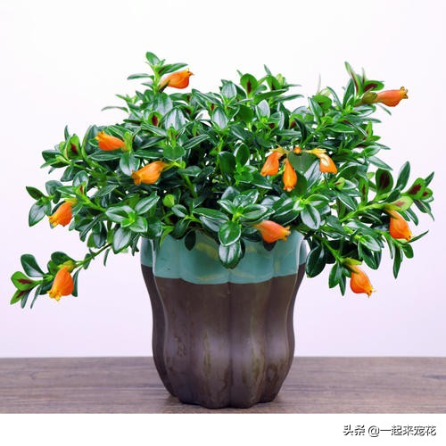 新上盆的金鱼吊兰怎么养护,金鱼吊兰的养护方法和管理