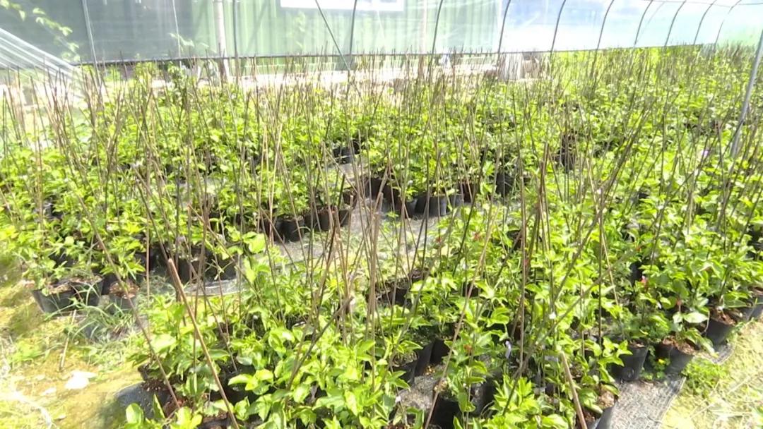 长泰的发展趋势,长泰发展前景怎么样