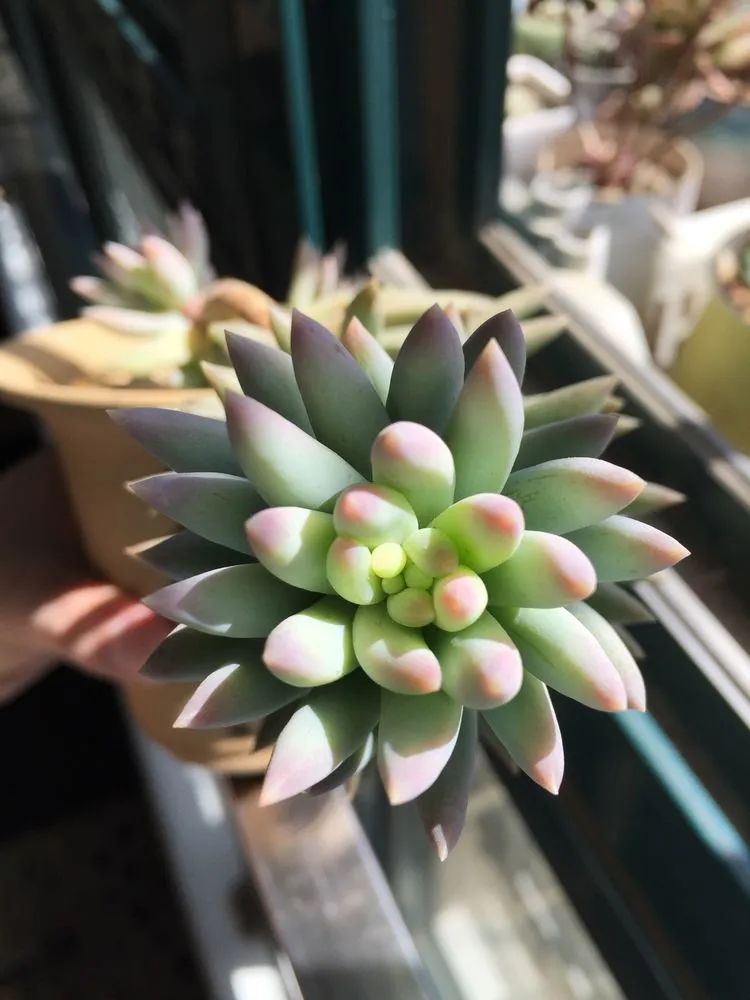 一见倾心二见,一见倾心二见倾城三见定终身