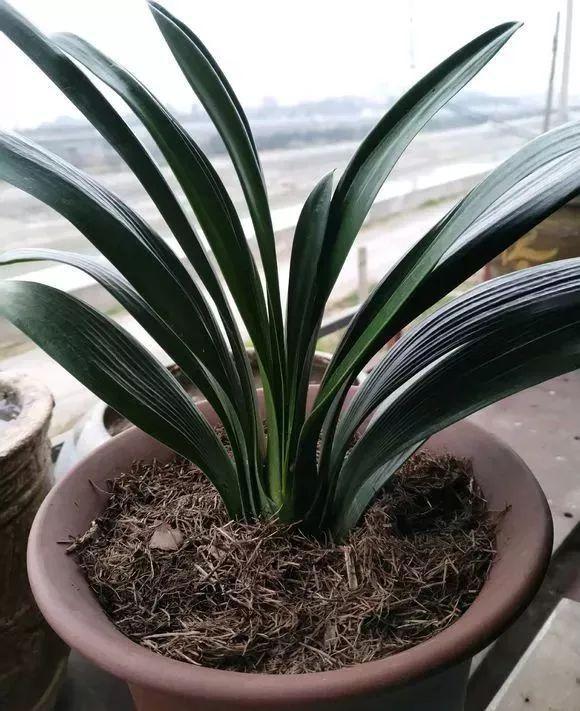 君子兰长得慢怎么办,君子兰长得慢怎么治