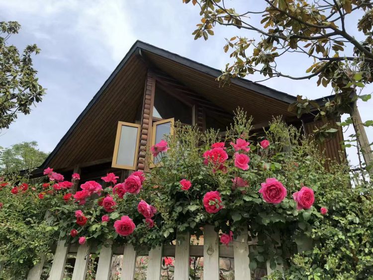 临沭冠山银杏树,临沭冠山道教